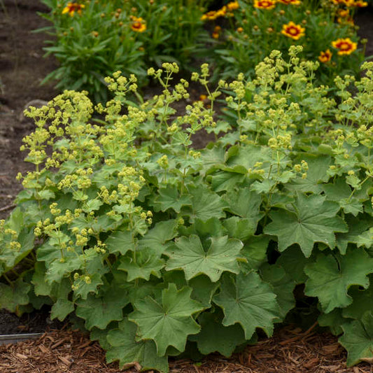 3 Alchemilla mollis Lady's Mantle Starter Perennial Plants. Enchanting Soft-Grey-Green Foliage Ground Cover.