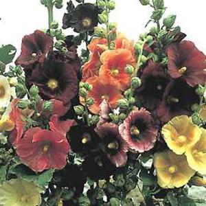 Swift Greenhouses, Inc. / Alcea rosea 'Indian Spring'