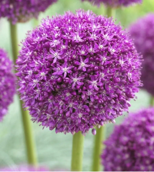 Giant Allium 'Ambassador' Ornamental Perennial Onion Bulb. Amazing 8 Inch Pom Pom Globe Shaped Flowers. Resistant to Deer, Rabbits and Squirrels.