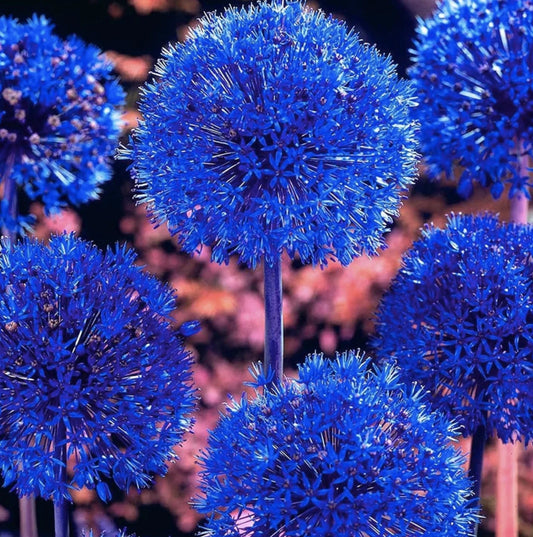 6 'Cool Blue' Allium Perennial Bulbs. Grows to 3 feet. Loves Sun. Pollinator. Attracts Butterflies. Cool Blue Color.