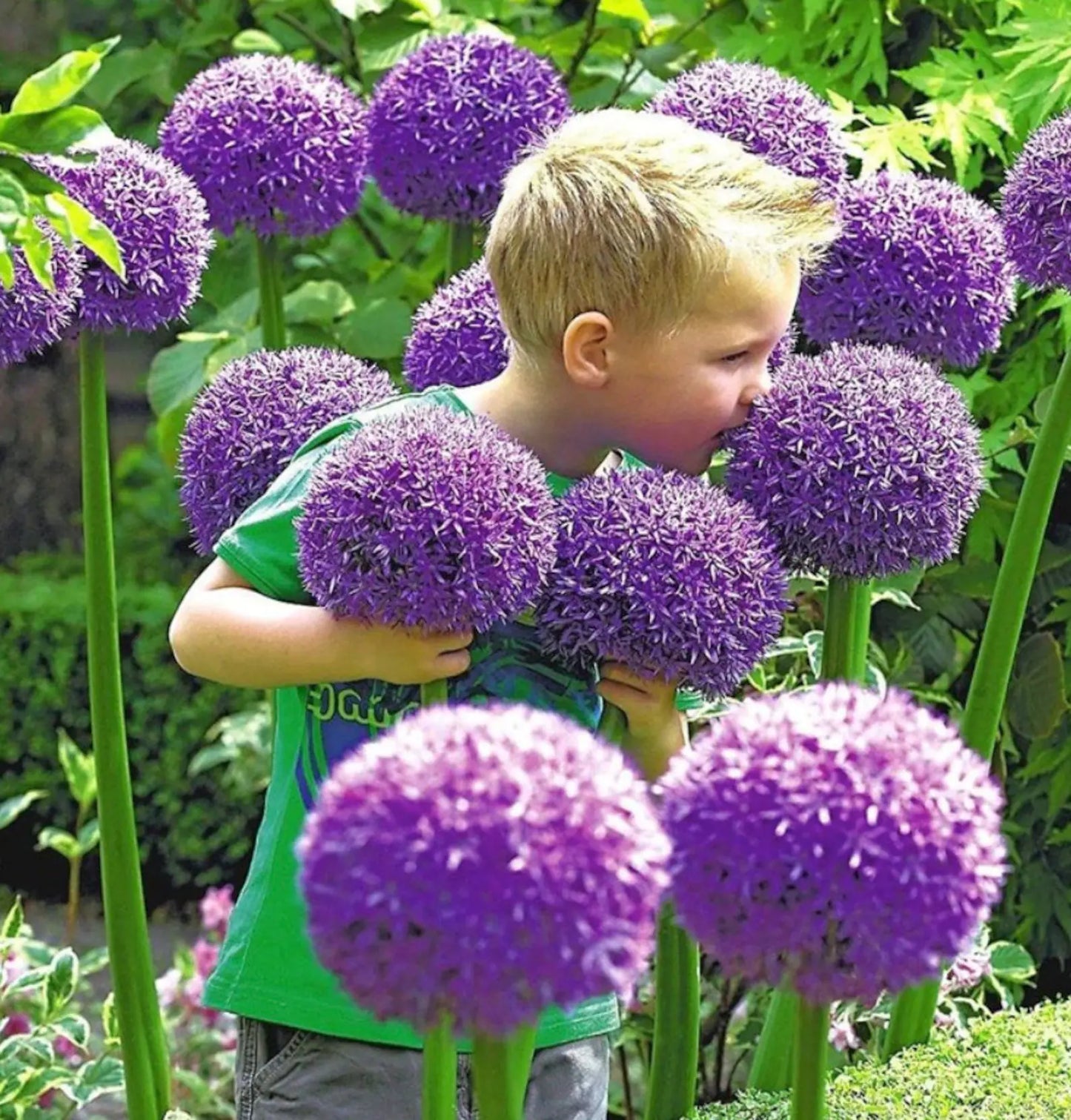 2 Giant Allium 'Gladiator' Ornamental Onion Perennial Bulbs . Easy to Grow. Love Sun. Deer-resistant.