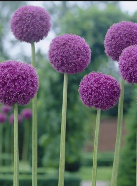 Giant Allium 'Giganteum' Perennial Bulb. Huge Blooms. Up to 6 Feet! Stunning Color. Comes Back Every Year. Blooms in Spring.