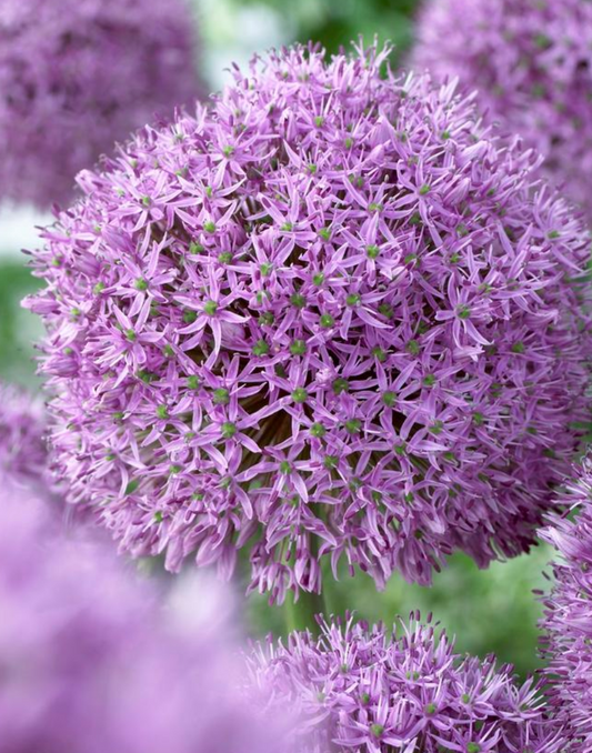 2 Giant Allium 'Gladiator' Ornamental Onion Perennial Bulbs . Easy to Grow. Love Sun. Deer-resistant.