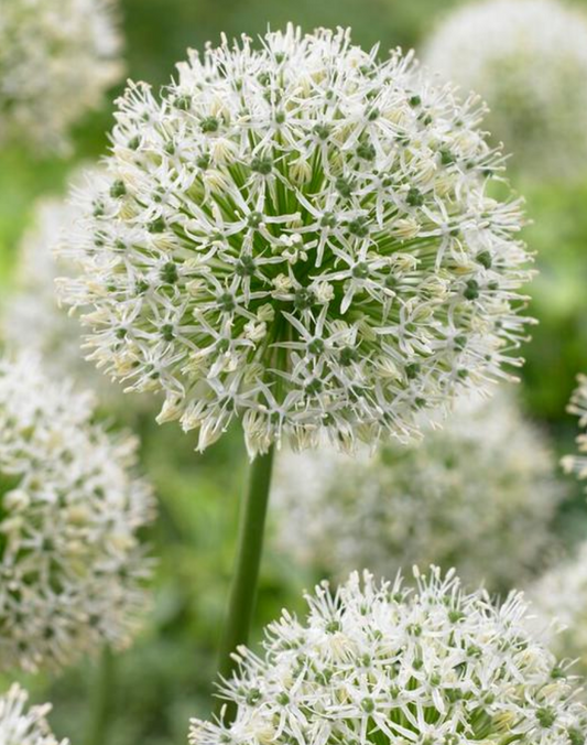 2 Giant Allium 'Mount Everest' Ornamental Onion Perennials. Pure White Flowers. Deer-resistant, Pollinators.