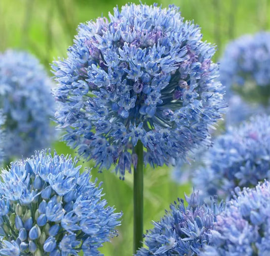 6 'Persian Blue' Allium Perennial Bulbs. Super Hardy. Perfect Time To Plant for Next Springs Blooms. Cool Blue Colors. Deer Resistant.