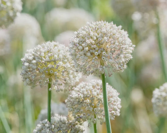 5 Allium 'Ping Pong' Perennial Bulbs. Showy Blooms. Comes Back Every Year. Fall is Perfect Time to Plant.