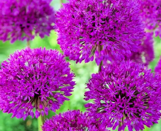 5 Allium 'Purple Sensation' Bulbs. Plant Now for Spring Blooms. Super Easy to Grow. Attracts Butterflies. Deer Resistant