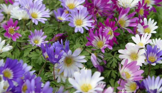 10 Anemone Blanda 'Mixture' Perennial Bulbs. Plant in Fall for Stunning Spring Color. Super Easy.