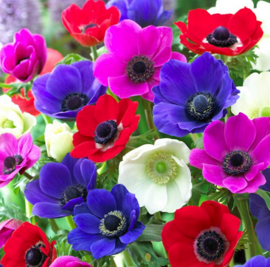 10 Anemone Coronaria 'De Caen Mix' Perennial Bulbs. Plant in Fall for Stunning Spring Color. Super Easy.