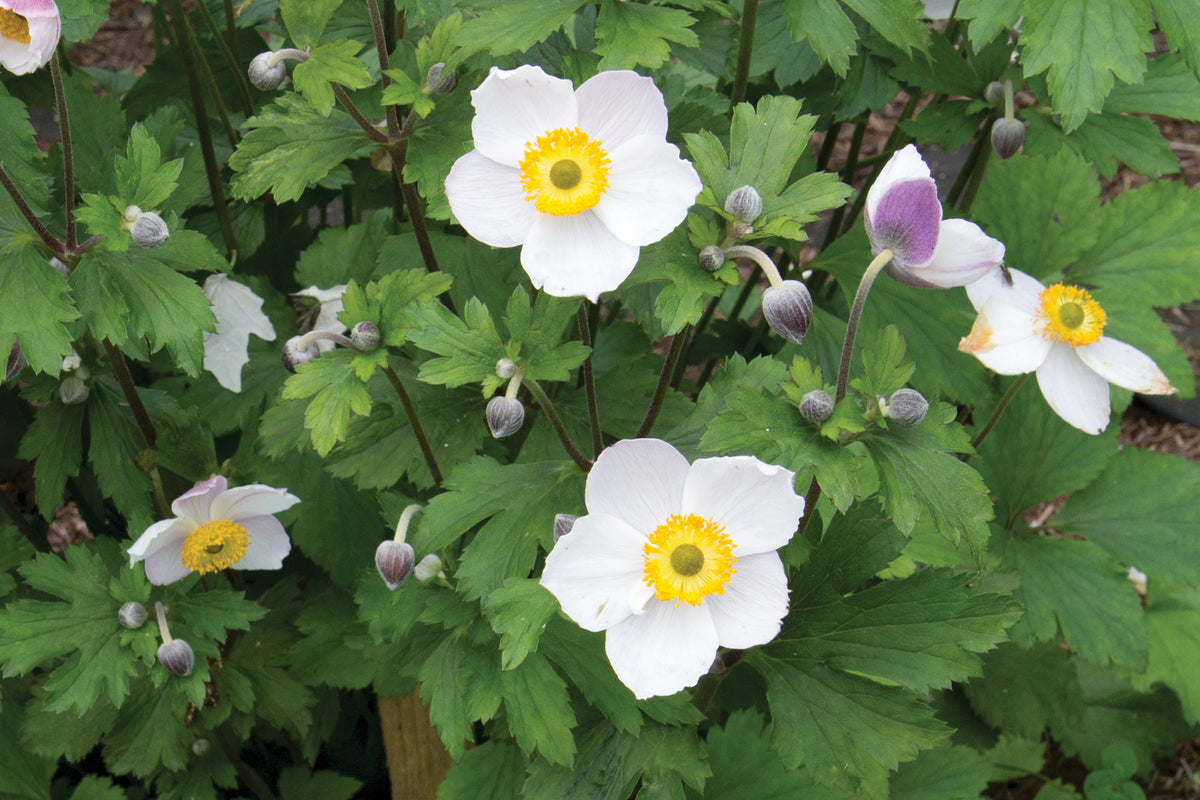 Creek Hill Nursery / Anemone 'Elfin Swan'