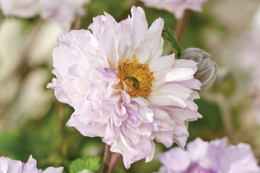 2 Anemone 'Frilly Knickers' Perennial Starter Plants. Delicate Appearance But Tough & Vigorous. Easy to Grow.