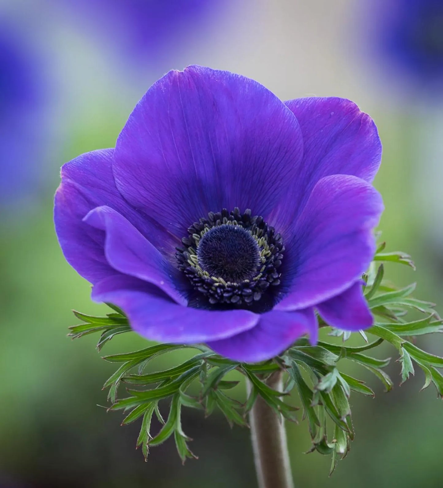 10 Anemone 'Mr. Fokker' Blue Perennial Bulbs. Plant in Fall for Stunning Spring Color. Super Easy.