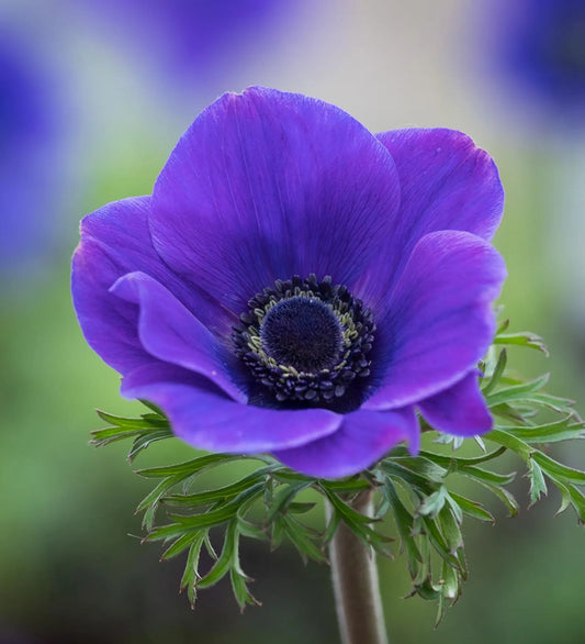 10 Anemone 'Mr. Fokker' Blue Perennial Bulbs. Plant in Fall for Stunning Spring Color. Super Easy.