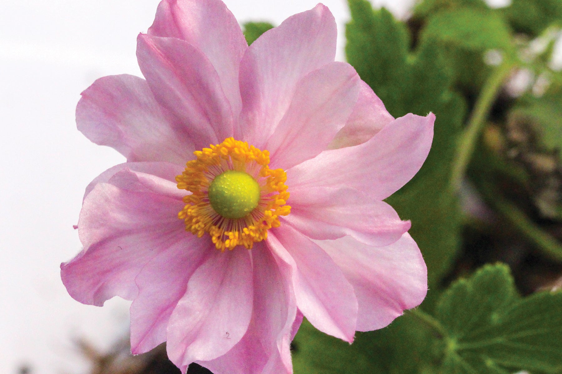 Creek Hill Nursery / Anemone 'Fantasy Pocahontas'