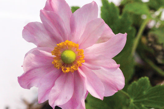 Creek Hill Nursery / Anemone 'Fantasy Pocahontas'