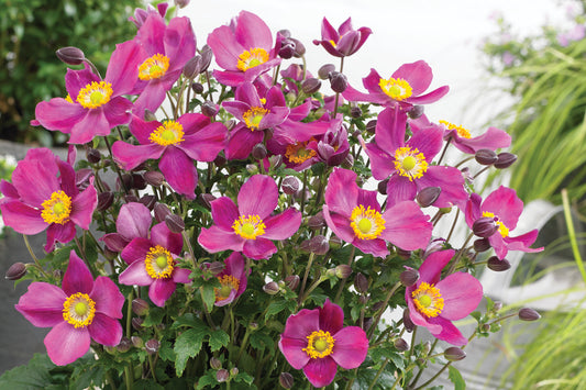Creek Hill Nursery / Anemone Fantasy 'Red Riding Hood'