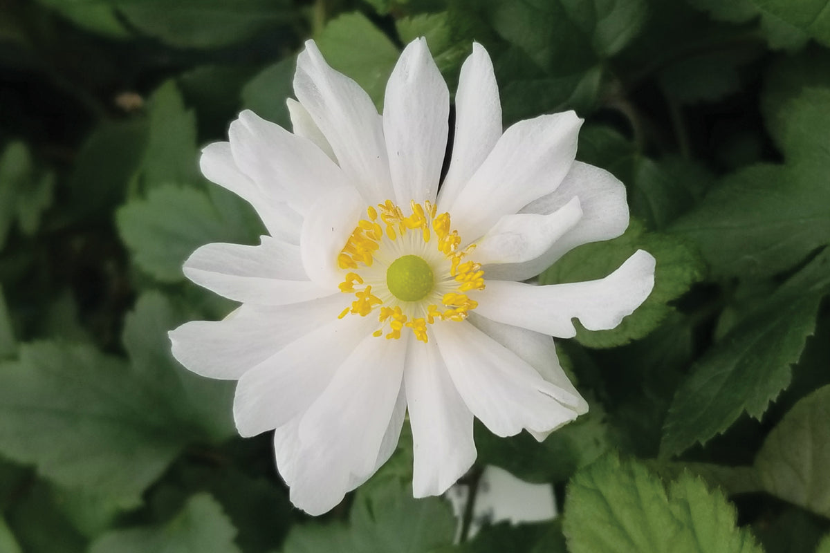 Creek Hill Nursery / Anemone 'Snow Angel'