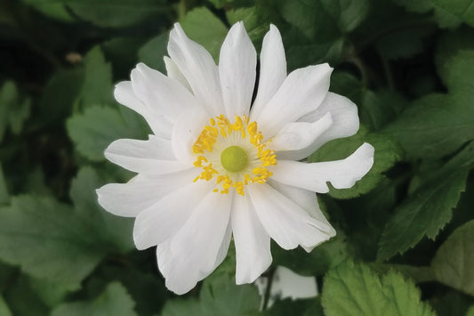 Creek Hill Nursery / Anemone 'Snow Angel'