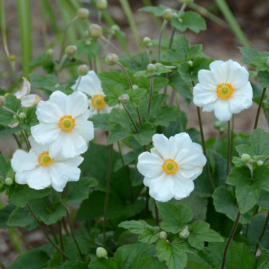 2 White Anemone 'Fantasy Snow Angel' Perennial Plants. Super Vigorous, Long-Blooming Windflower.