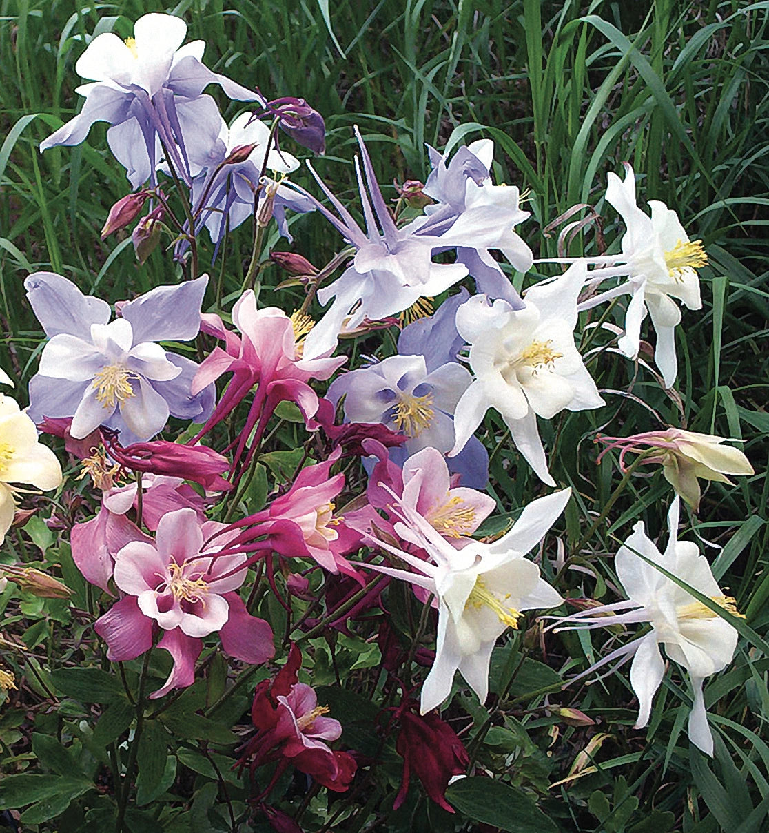Emerald Coast Growers / Aquilegia caerulea 'Songbird Mix'