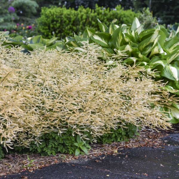 Walters Gardens, Inc. / Aruncus 'Chantilly Lace'
