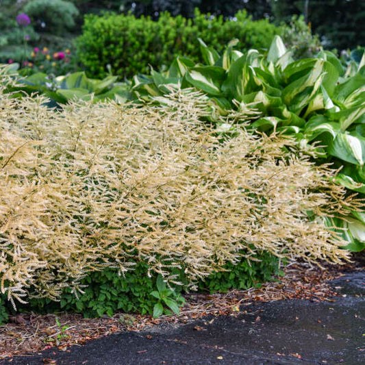 Walters Gardens, Inc. / Aruncus 'Chantilly Lace'