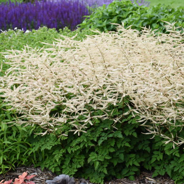 Walters Gardens, Inc. / Aruncus 'Chantilly Lace'