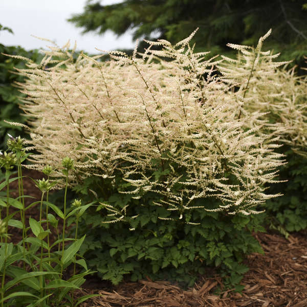 Walters Gardens, Inc. / Aruncus 'Chantilly Lace'