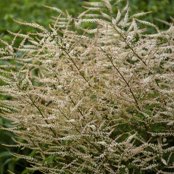 Walters Gardens, Inc. / Aruncus 'Chantilly Lace'