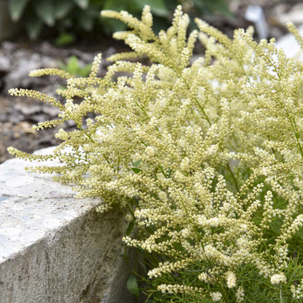 3 Aruncus 'Fairy Hair' Goat's Beard Starter Perennial. Perfect for Shade Gardens, Drought Tolerant.