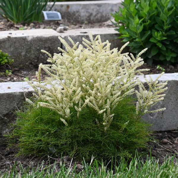 3 Aruncus 'Fairy Hair' Goat's Beard Starter Perennial. Perfect for Shade Gardens, Drought Tolerant.