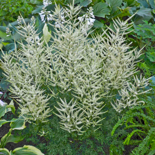 3 Aruncus 'Fairy Hair' Goat's Beard Starter Perennial. Perfect for Shade Gardens, Drought Tolerant.