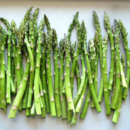 4 Mary Washington Asparagus Starter Perennials For Fall Planting. Heirloom Harvests for the Next Decade.