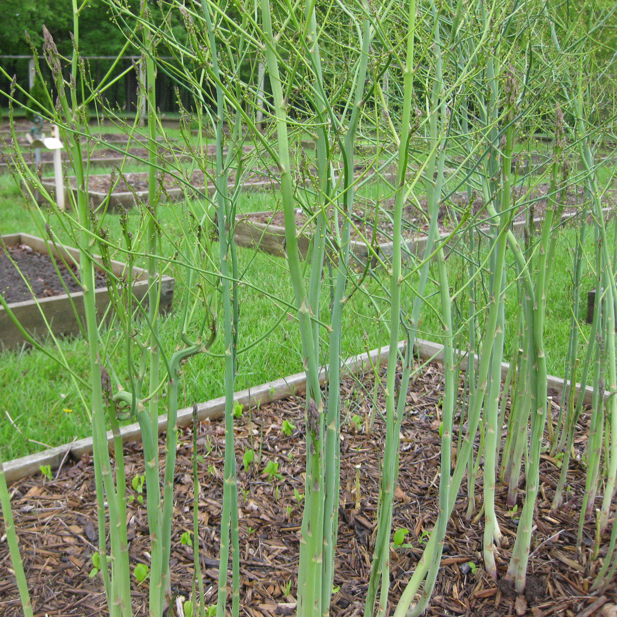 4 Mary Washington Asparagus Starter Perennials For Fall Planting. Heirloom Harvests for the Next Decade.