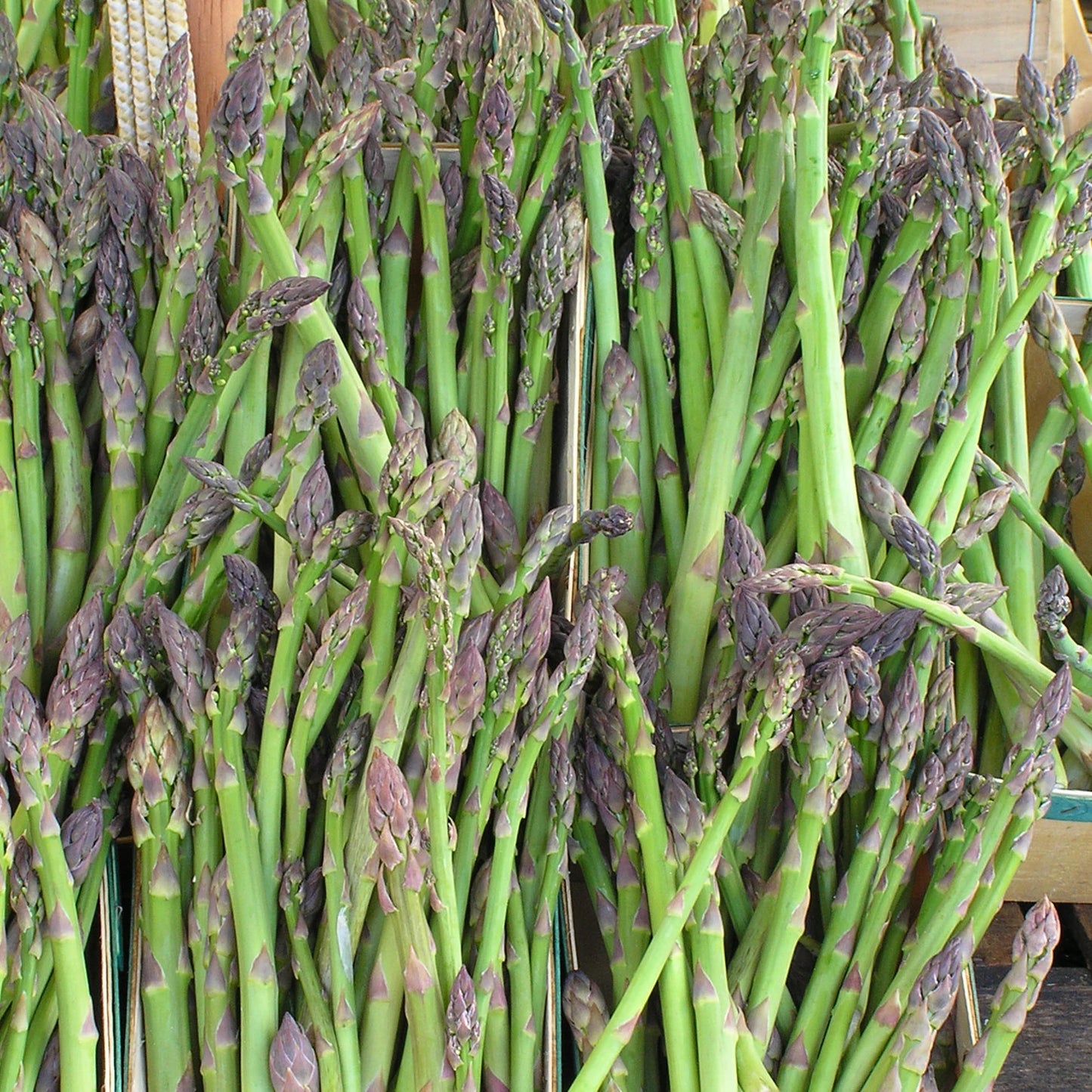 4 Mary Washington Asparagus Starter Perennials For Fall Planting. Heirloom Harvests for the Next Decade.