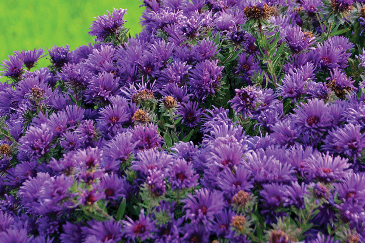 Creek Hill Nursery / Aster 'Grape Crush'