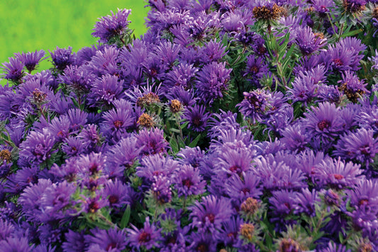 Creek Hill Nursery / Aster 'Grape Crush'