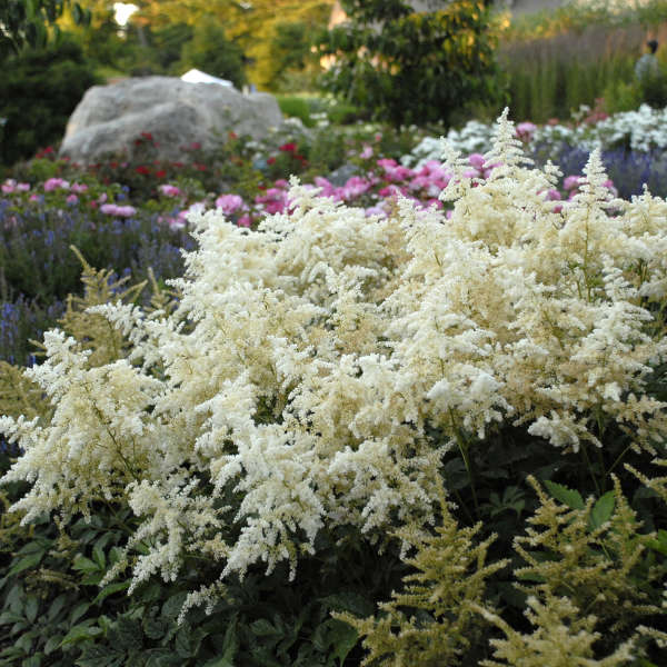 Astilbe 'Deutschland'