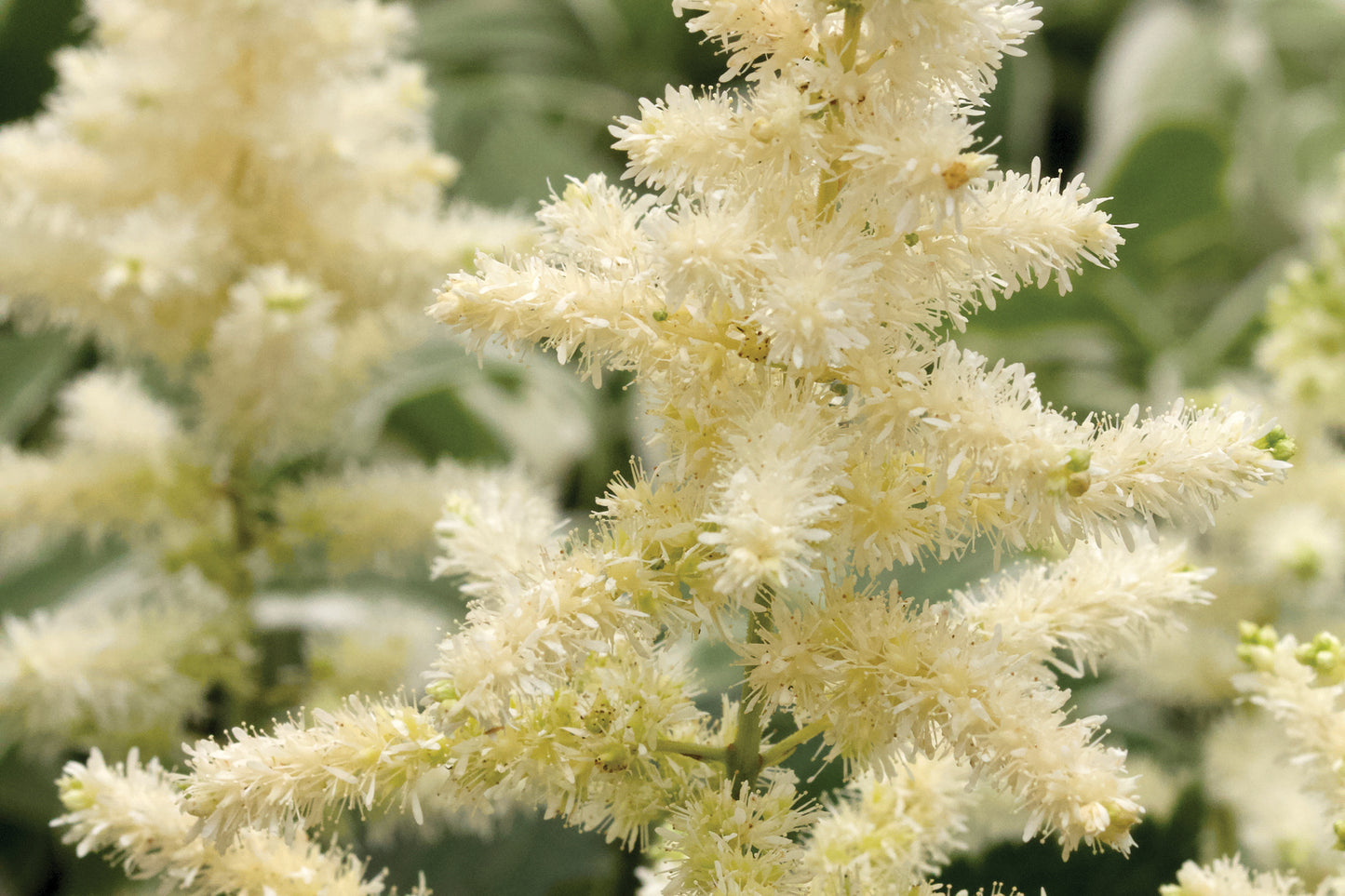 Creek Hill Nursery / Astilbe 'Bridal Veil'