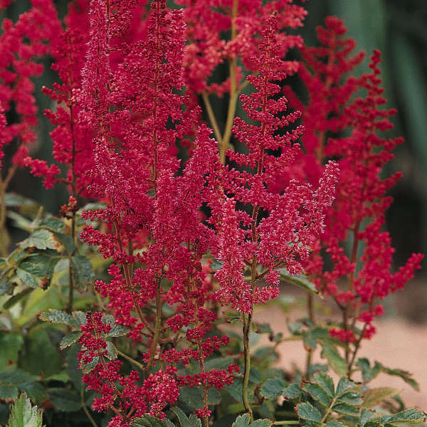 Walters Gardens, Inc. / Astilbe 'August Light'