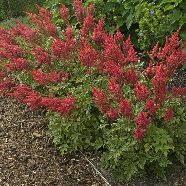 Walters Gardens, Inc. / Astilbe 'August Light'