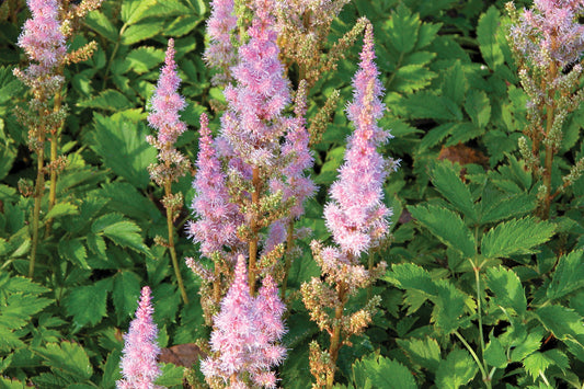 Creek Hill Nursery / Astilbe 'Pumila'