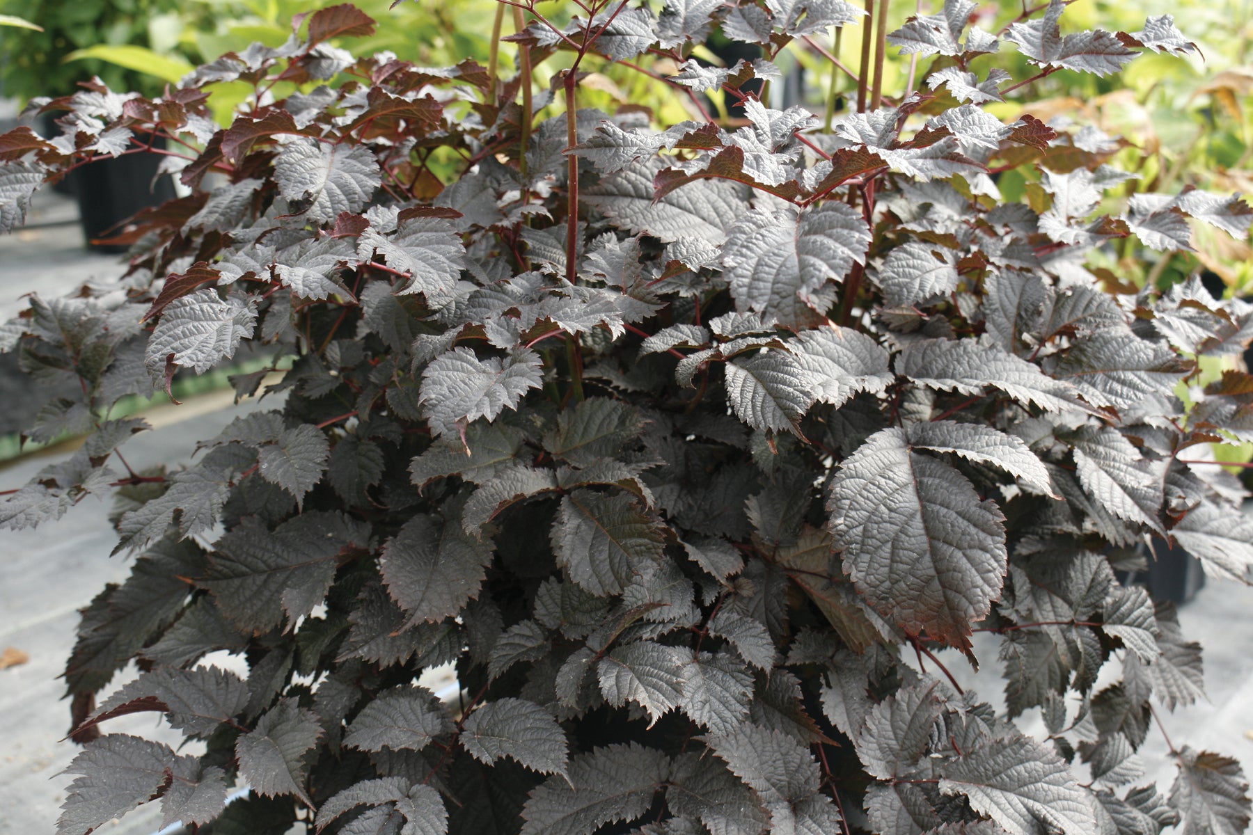 Creek Hill Nursery / Astilbe 'Chocolate Shogun'