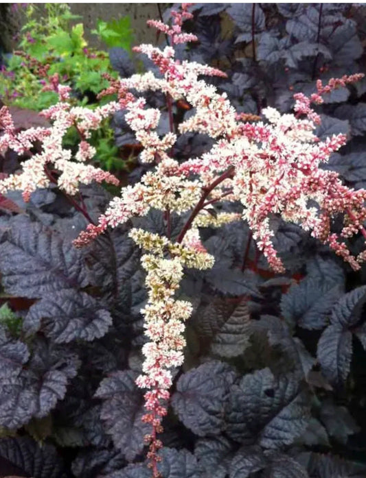 Astilbe Chocolate Shogun Starter Perennial. Loves Shade. Super Easy to Grow.