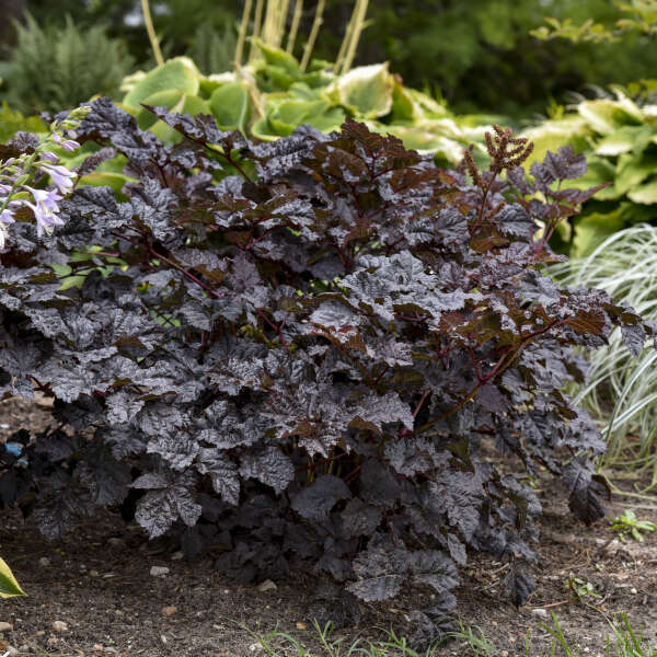 Astilbe 'Dark Side of the Moon' Starter Perennial. Loves Shade, Does Sun. Easy to Grow.