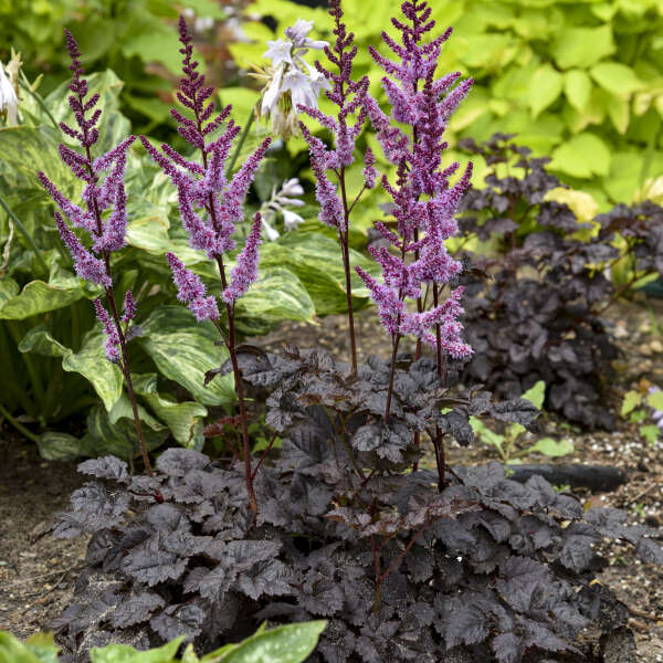Astilbe 'Dark Side of the Moon' Starter Perennial. Loves Shade, Does Sun. Easy to Grow.