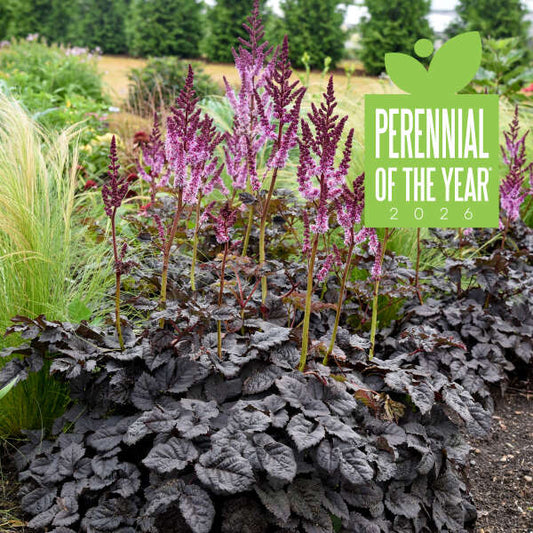 Astilbe 'Dark Side of the Moon' Starter Perennial. Loves Shade, Does Sun. Easy to Grow.