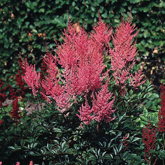 Astilbe xarendsii 'Erika' Starter Perennial. Loves Shade. Easy to Grow.