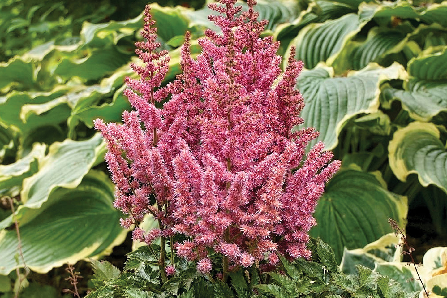 Creek Hill Nursery / Astilbe 'Vision in Pink'