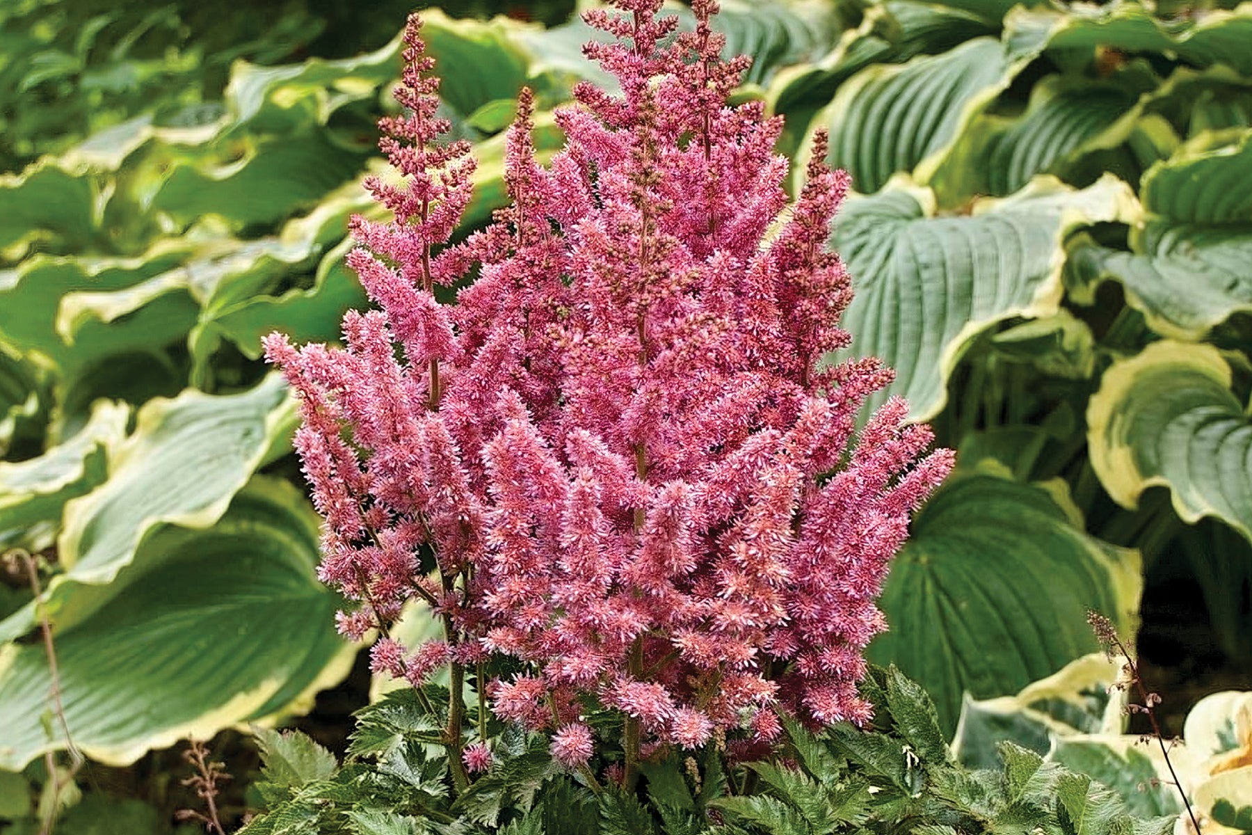 Creek Hill Nursery / Astilbe 'Vision in Pink'